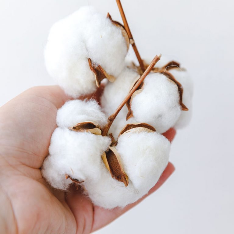 Facts about Organic Cotton Organic Cotton Advantages Earth Safe